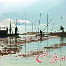 廣東云浮 投建萬(wàn)方人工產(chǎn)床，打造1500萬(wàn)斤水產(chǎn)養(yǎng)殖新高地