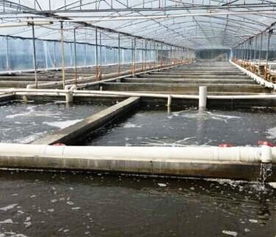 水產養殖的現狀挑戰、飼料革新與未來趨勢